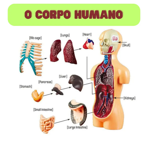 gid://shopify/MediaImage/33283815014646